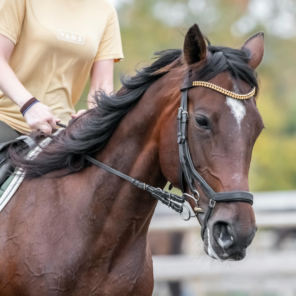 Theraplate for Equine - Horse with Rider
