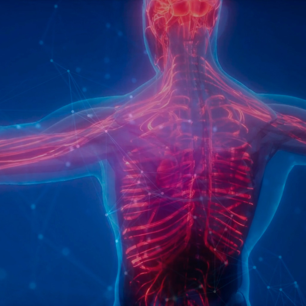 Theraplate for Humans - Human Skeleton 3D Render