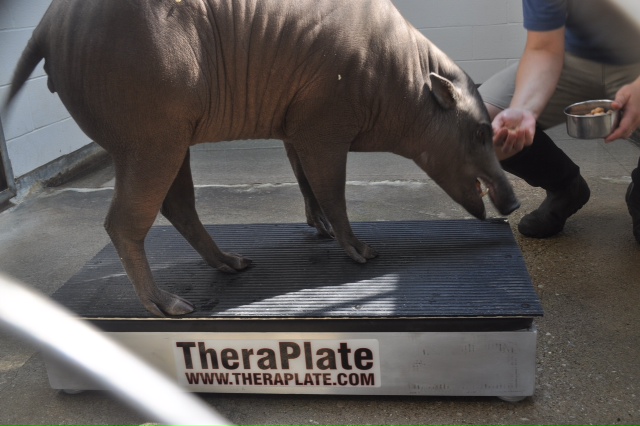 TheraPlate for Small Animals