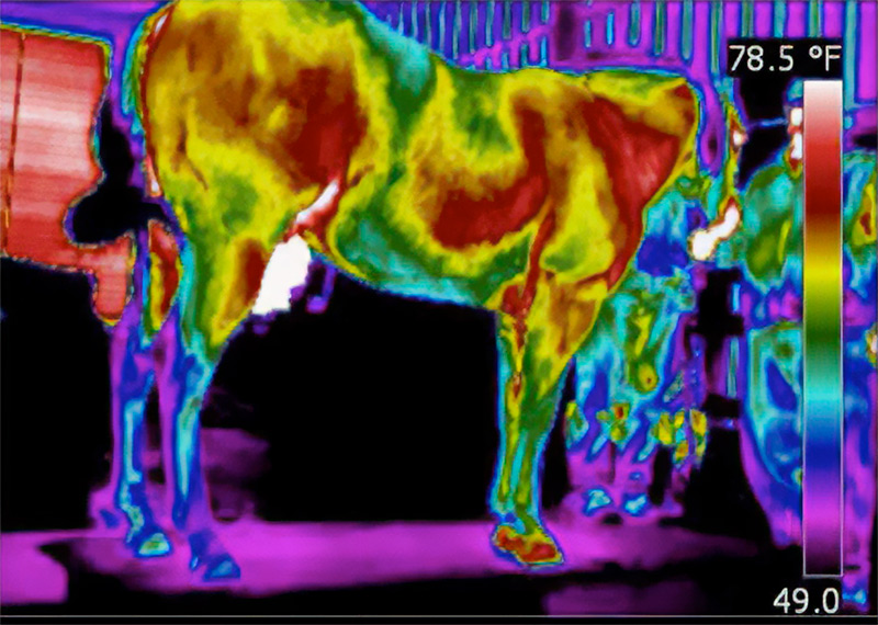 Horse Infrared During Therapy - Theraplate Australia