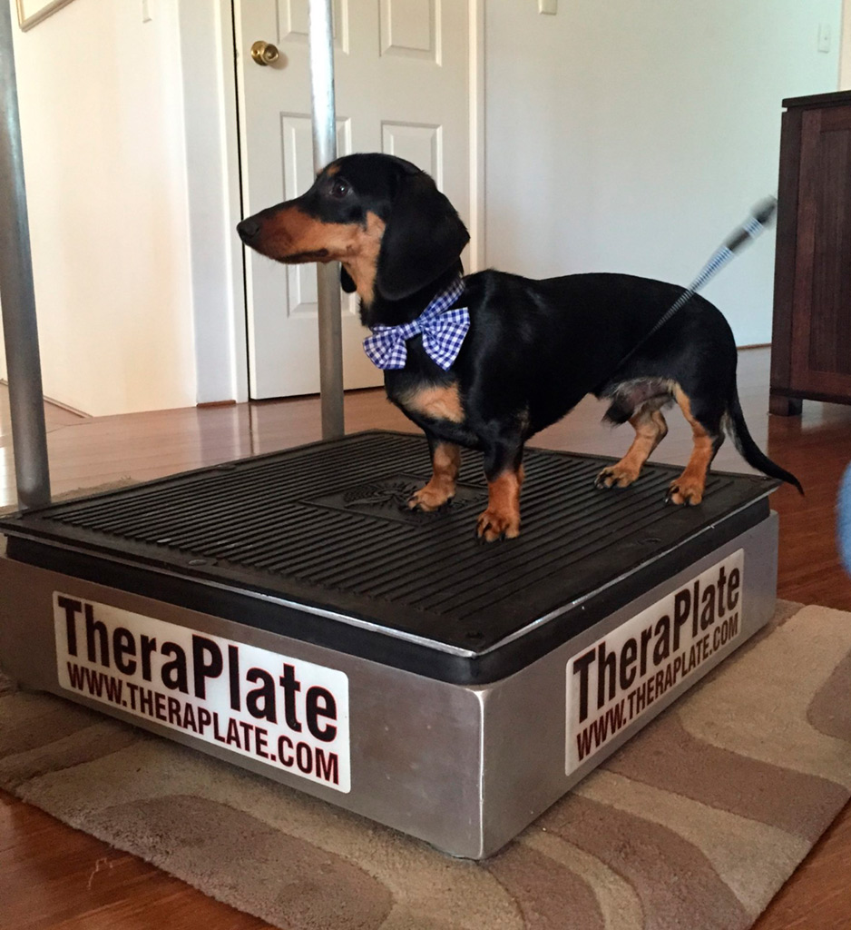 Dachshund on TheraPlate