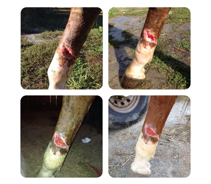Equine Leg Injury Photo Set | Theraplate Australia