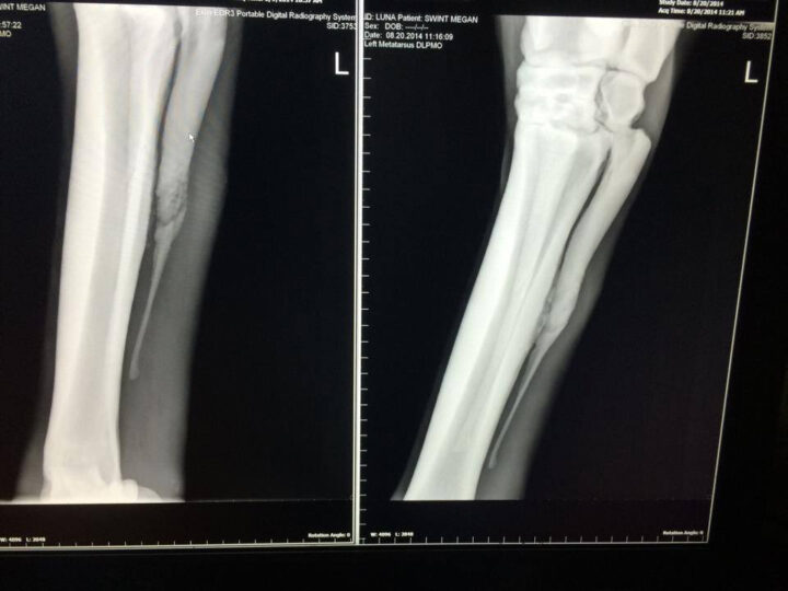 Equine Leg X-Ray | Theraplate Australia