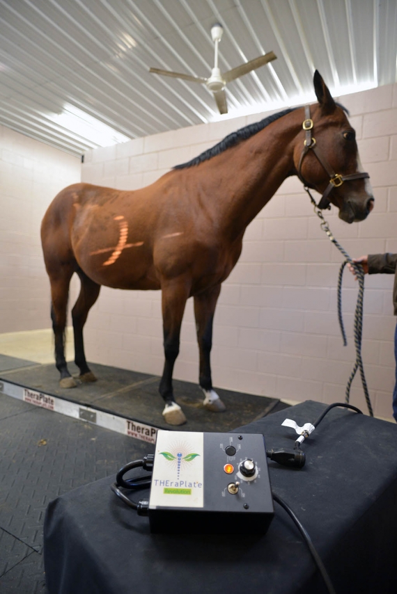 Horse standing on Theraplate - Indoor treatment area