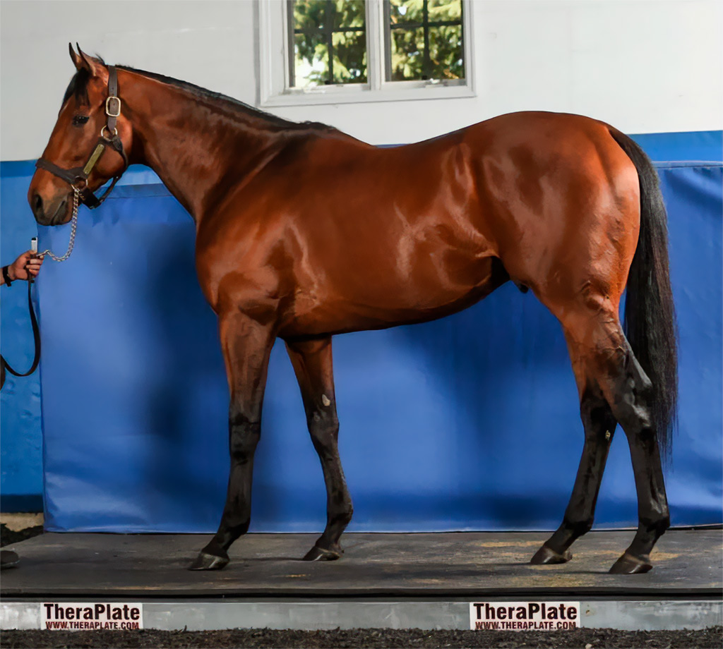 Horse Standing on a Theraplate Platform