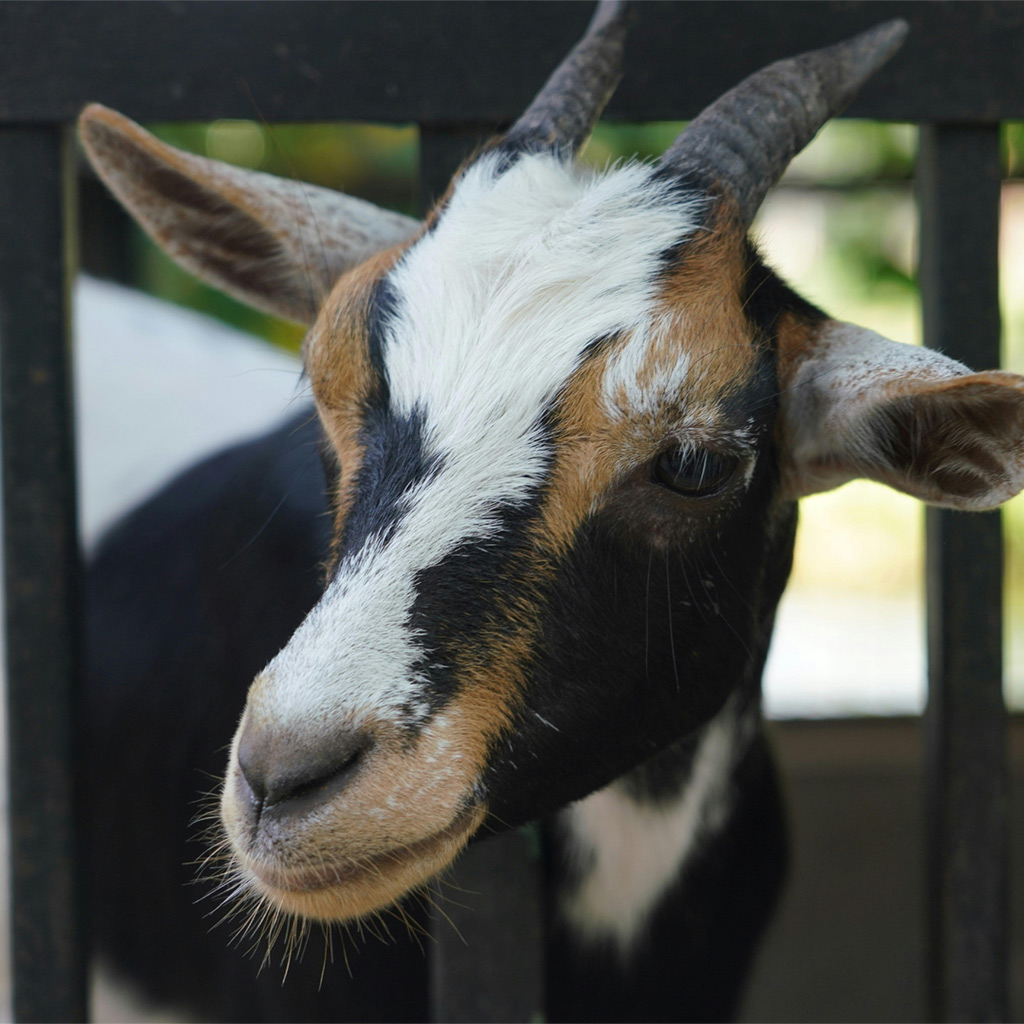 Theraplate for Livestock - Goat Peering Through Fence