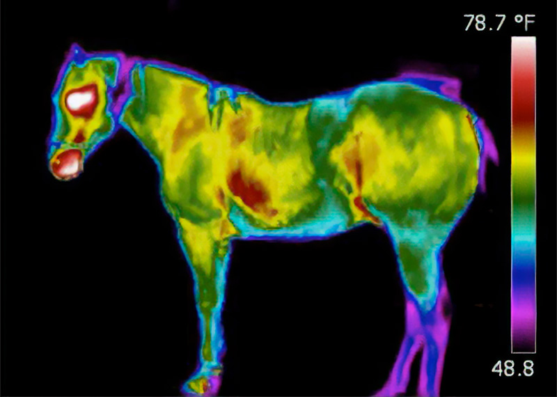 Horse Infrared Before Therapy - Theraplate Australia